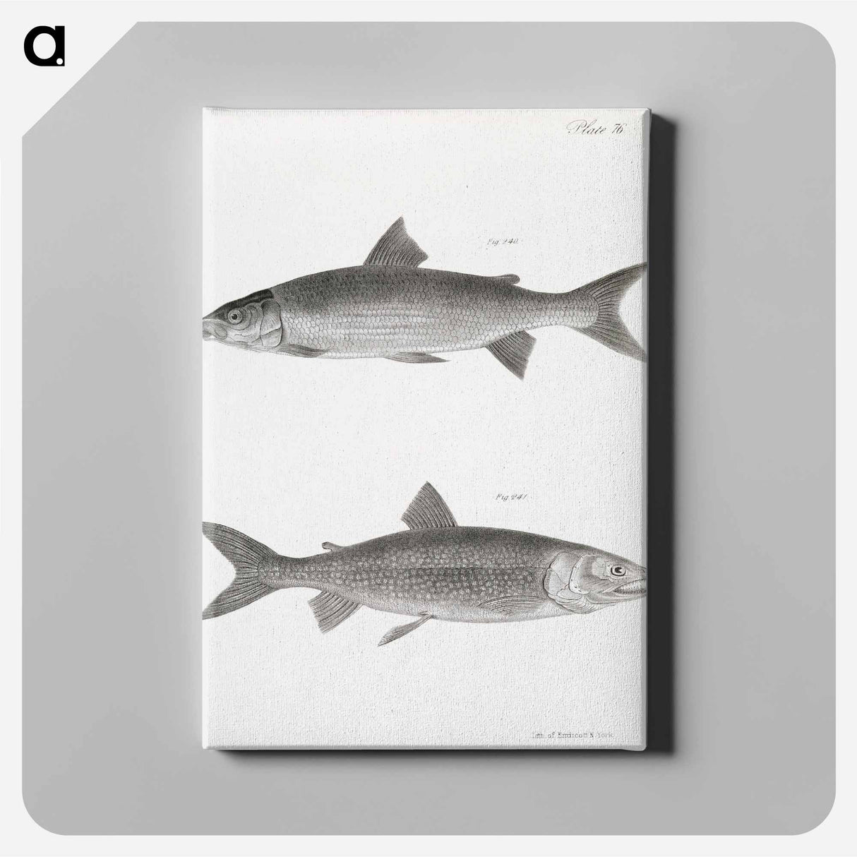 The White-fish (Corregonus albus) - ニューヨークの動物学 Canvas.