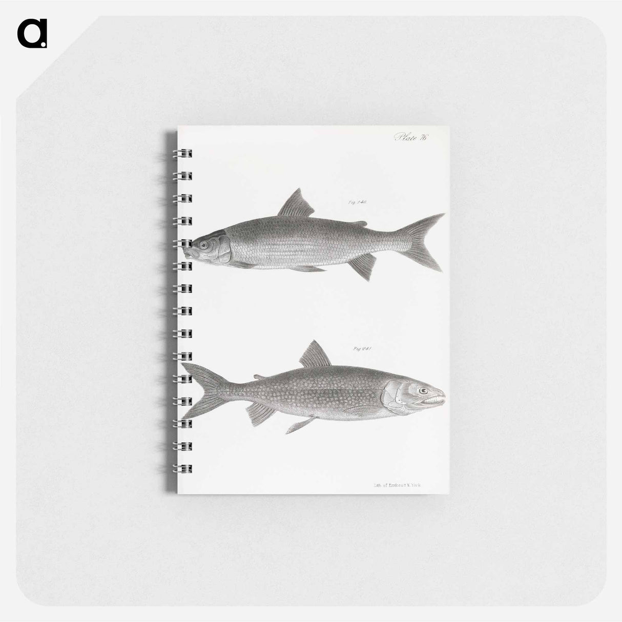 The White-fish (Corregonus albus) - ニューヨークの動物学 Memo.