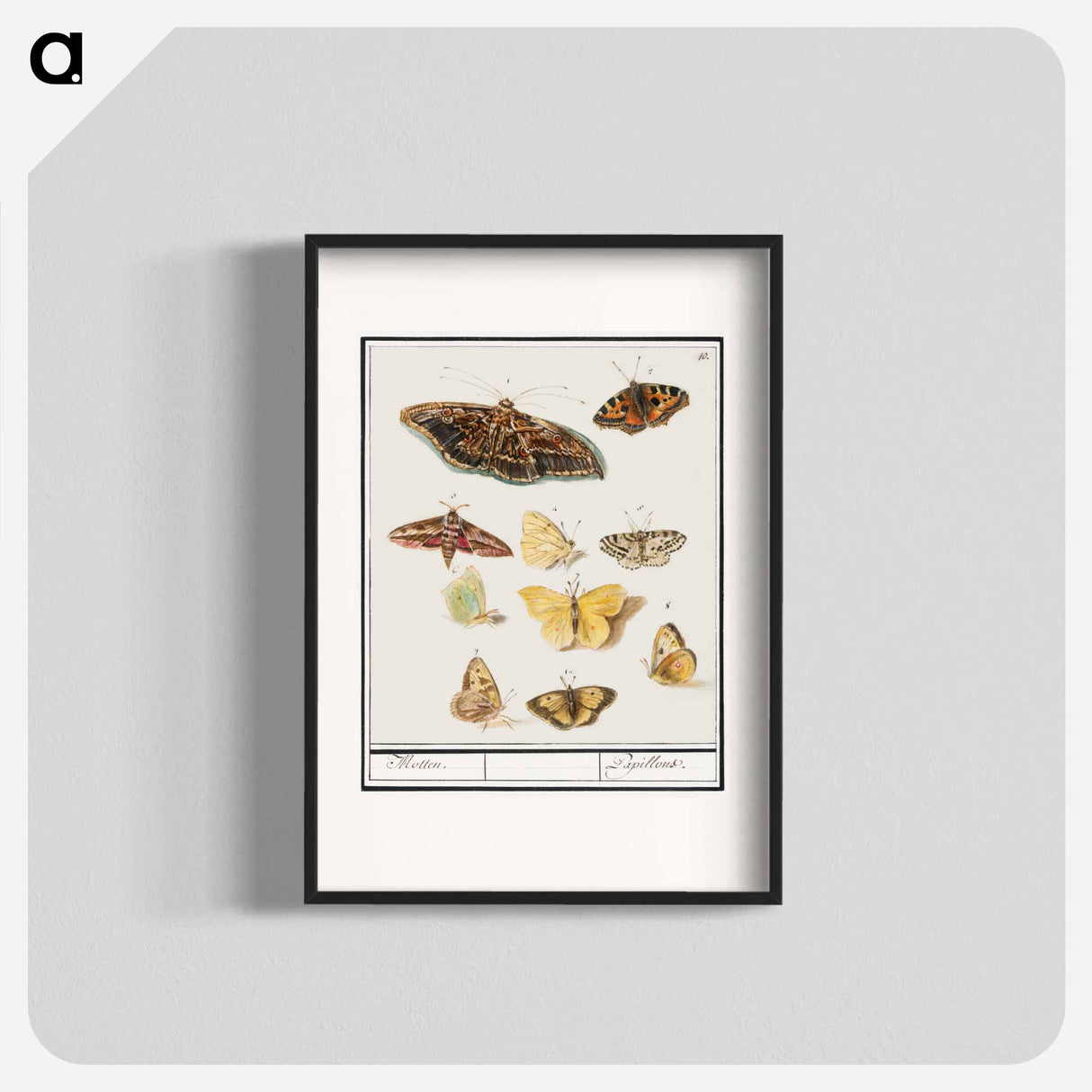 アートポスター-Butterflies and moths - アンセルムス ボエティウス デ ブート Poster.