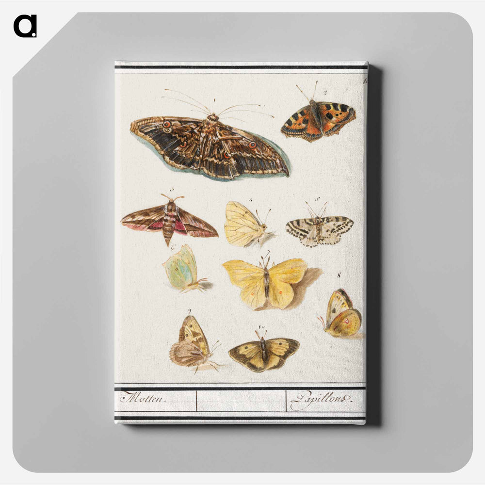 Butterflies and moths - アンセルムス ボエティウス デ ブート Canvas.