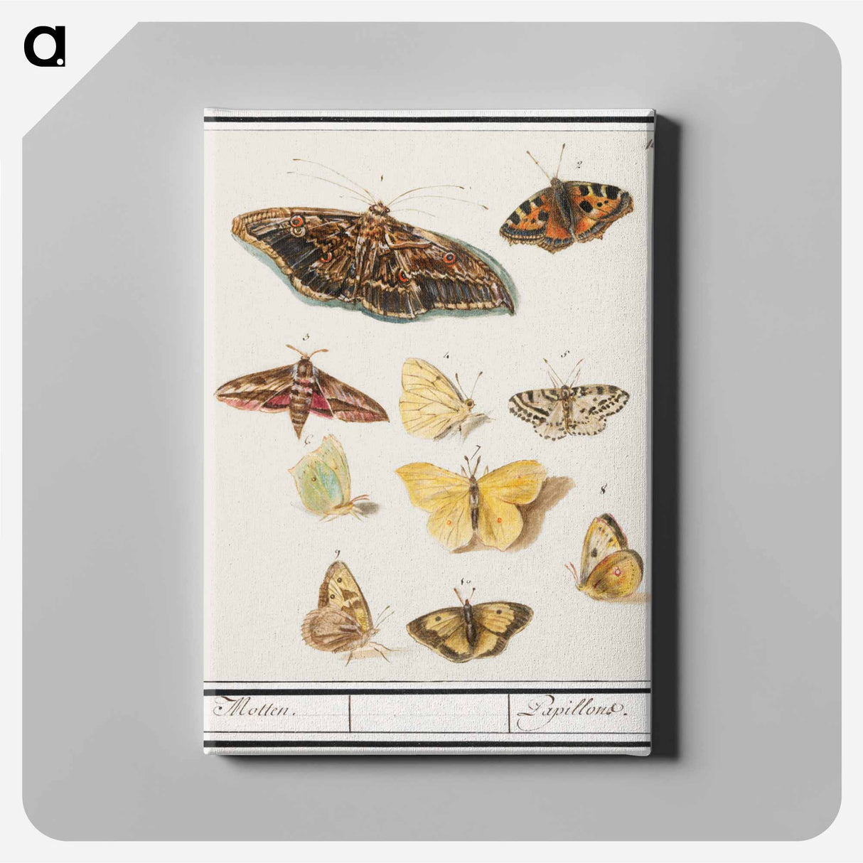 アートパネル-Butterflies and moths - アンセルムス ボエティウス デ ブート Canvas.
