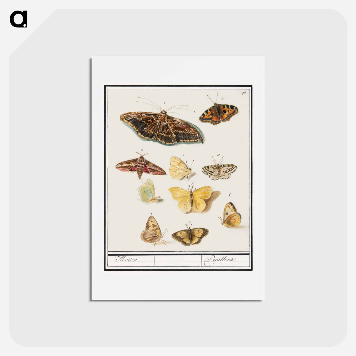 アートポストカード-Butterflies and moths - アンセルムス ボエティウス デ ブート Postcard.