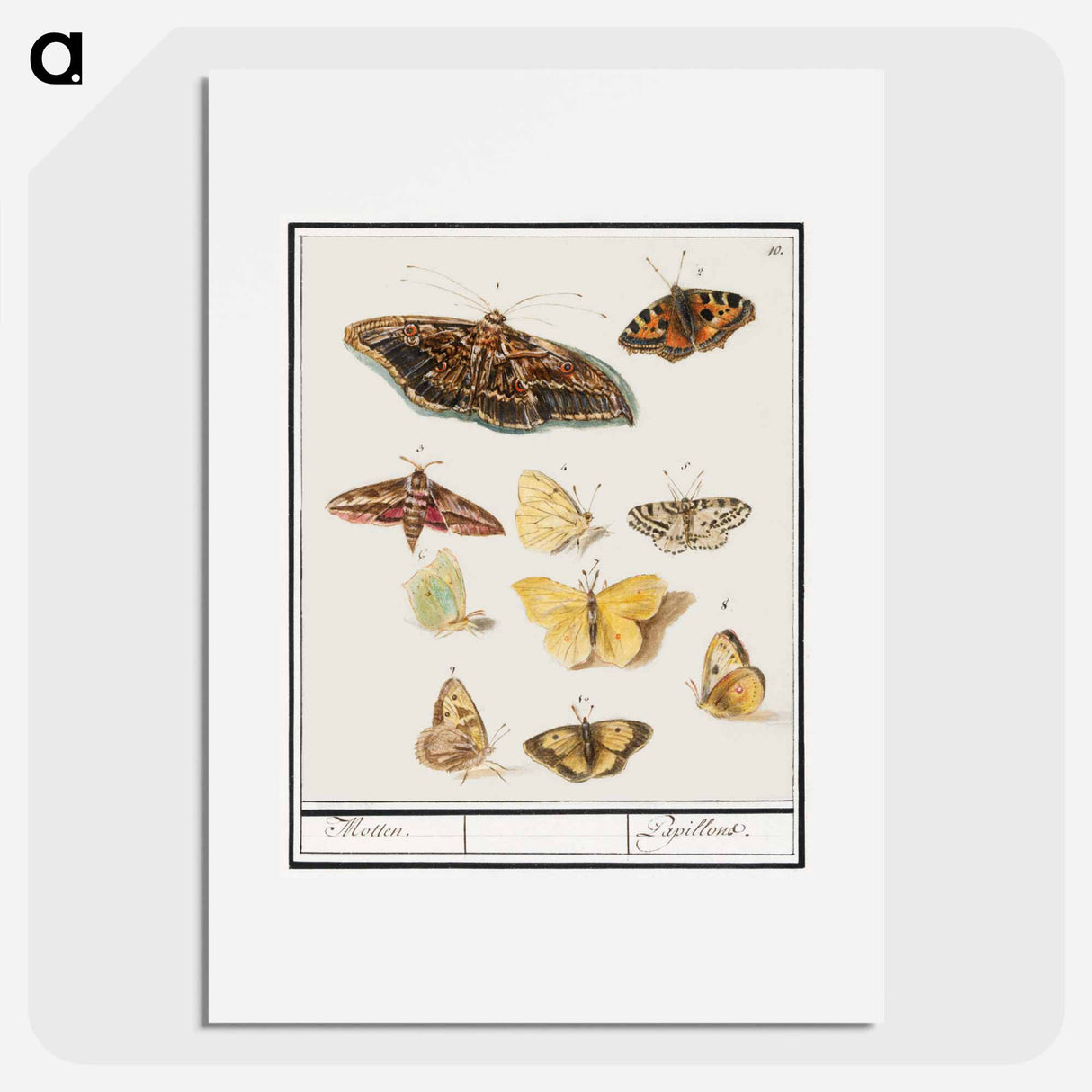 アートポスター-Butterflies and moths - アンセルムス ボエティウス デ ブート Poster.