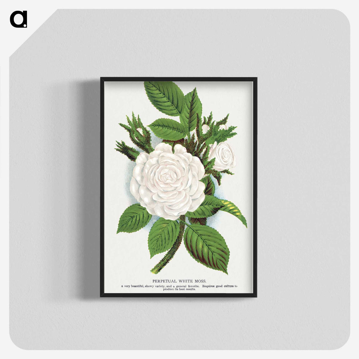 1-41_Botanical-Specimen-Plates_blk-crop