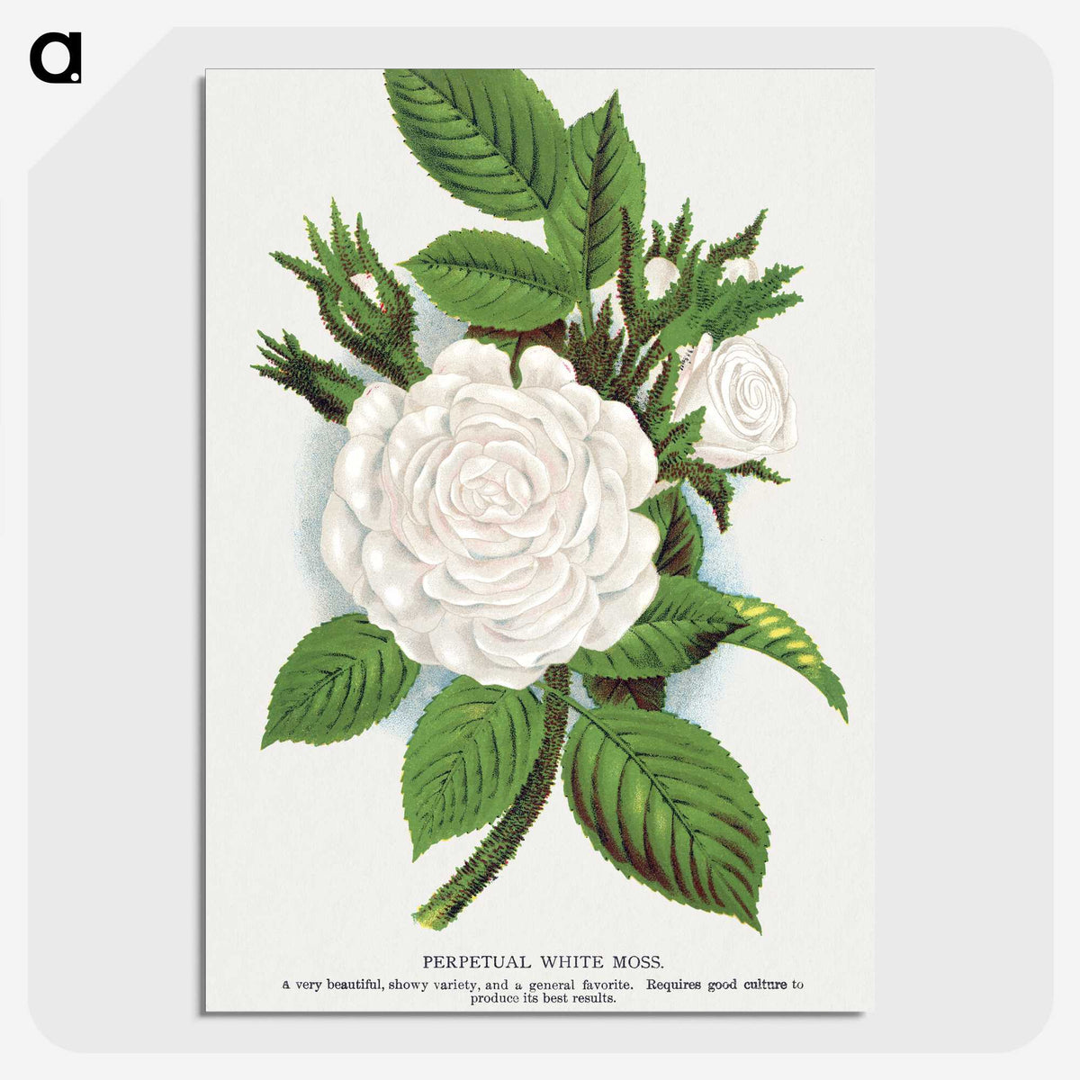 1-41_Botanical-Specimen-Plates_picture-crop