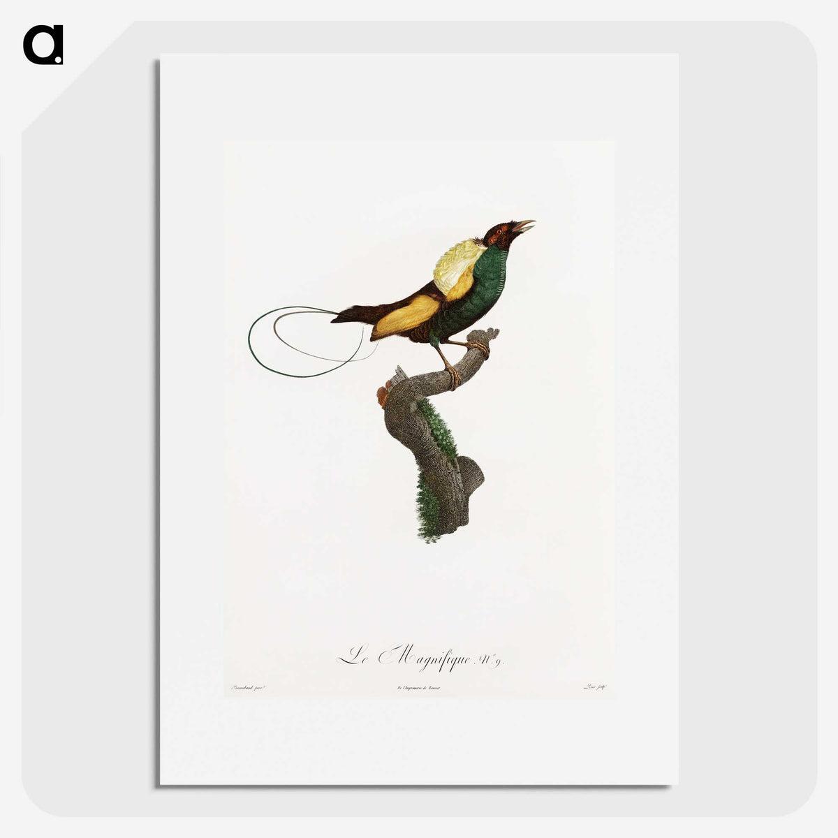 1-41_Des-Oiseaux-de-Paradis_picture