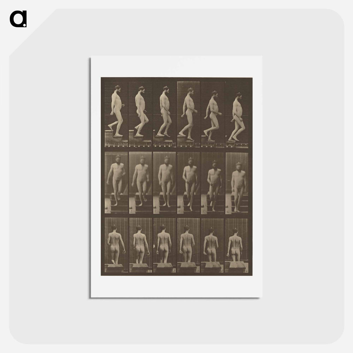アートポストカード-Animal Locomotion
- エドワード マイブリッジ Postcard.