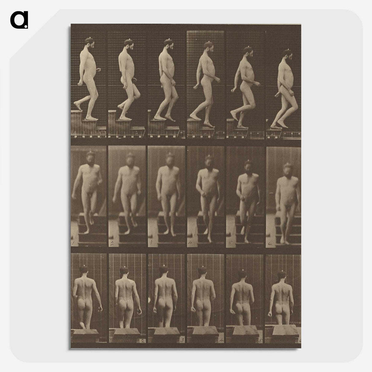1-41_Eadweard-Muybridge_picture-crop