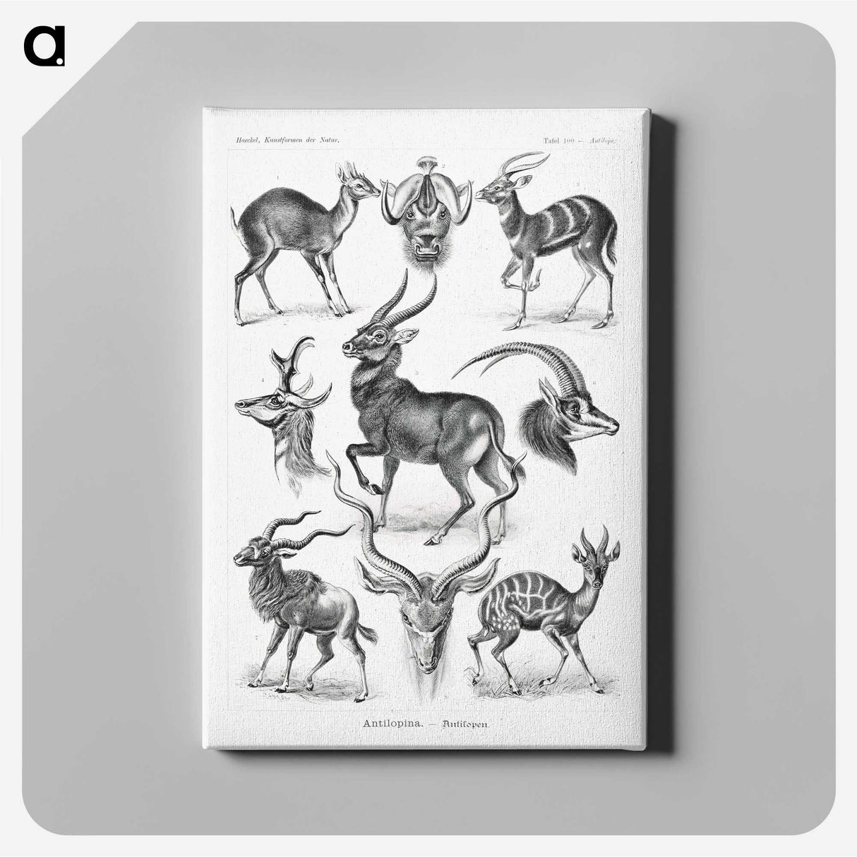 1-41_Ernst-Haeckel_canvas