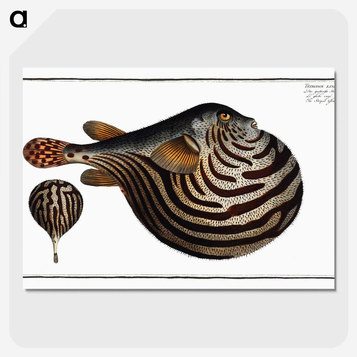 1-41_Ichtyologie-ou-Histoire-naturelle_picture-crop
