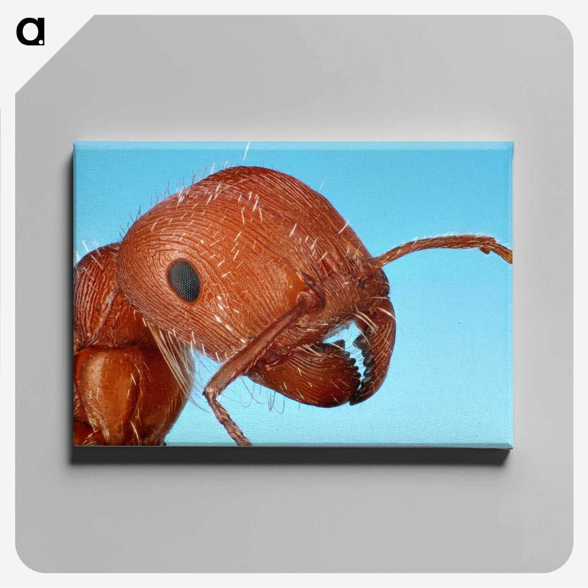 1-41_Insects-Unlocked-Project_canvas