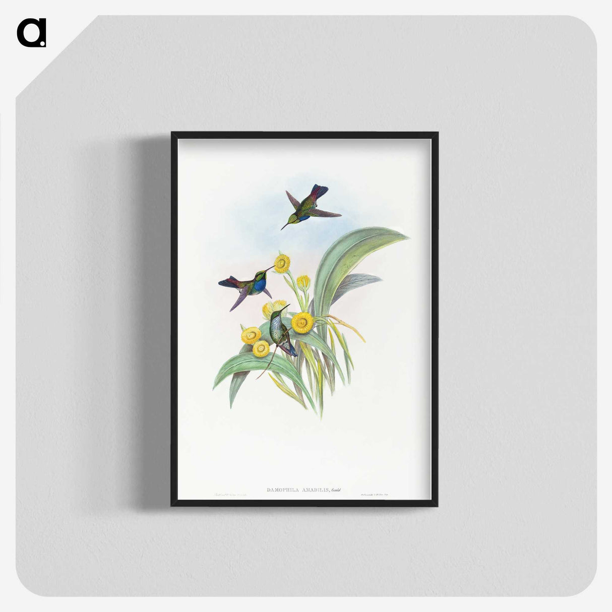 1-41_John-Gould_blk-crop