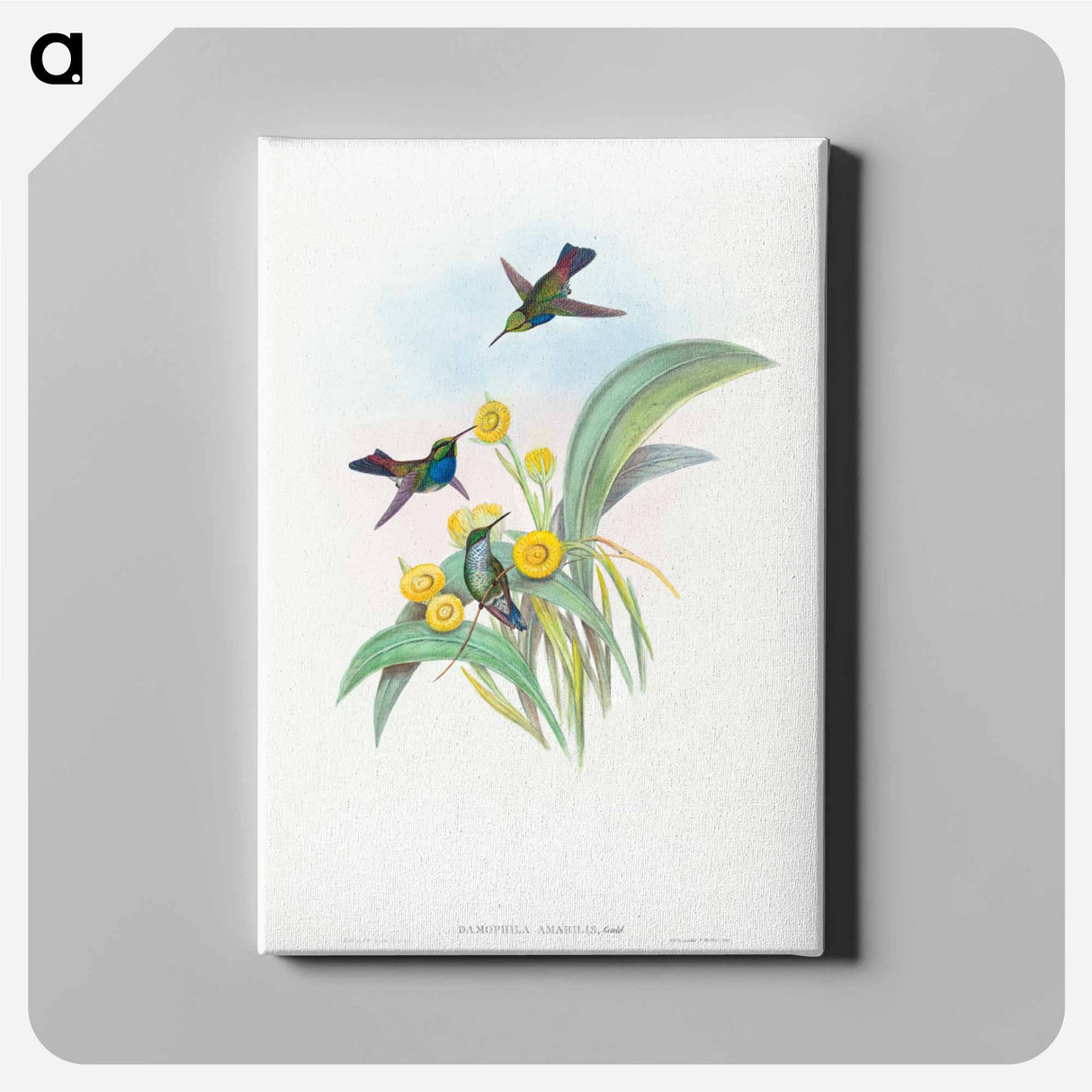 アートパネル-Blue-breasted Hummingbird
- ジョン グールド Canvas.