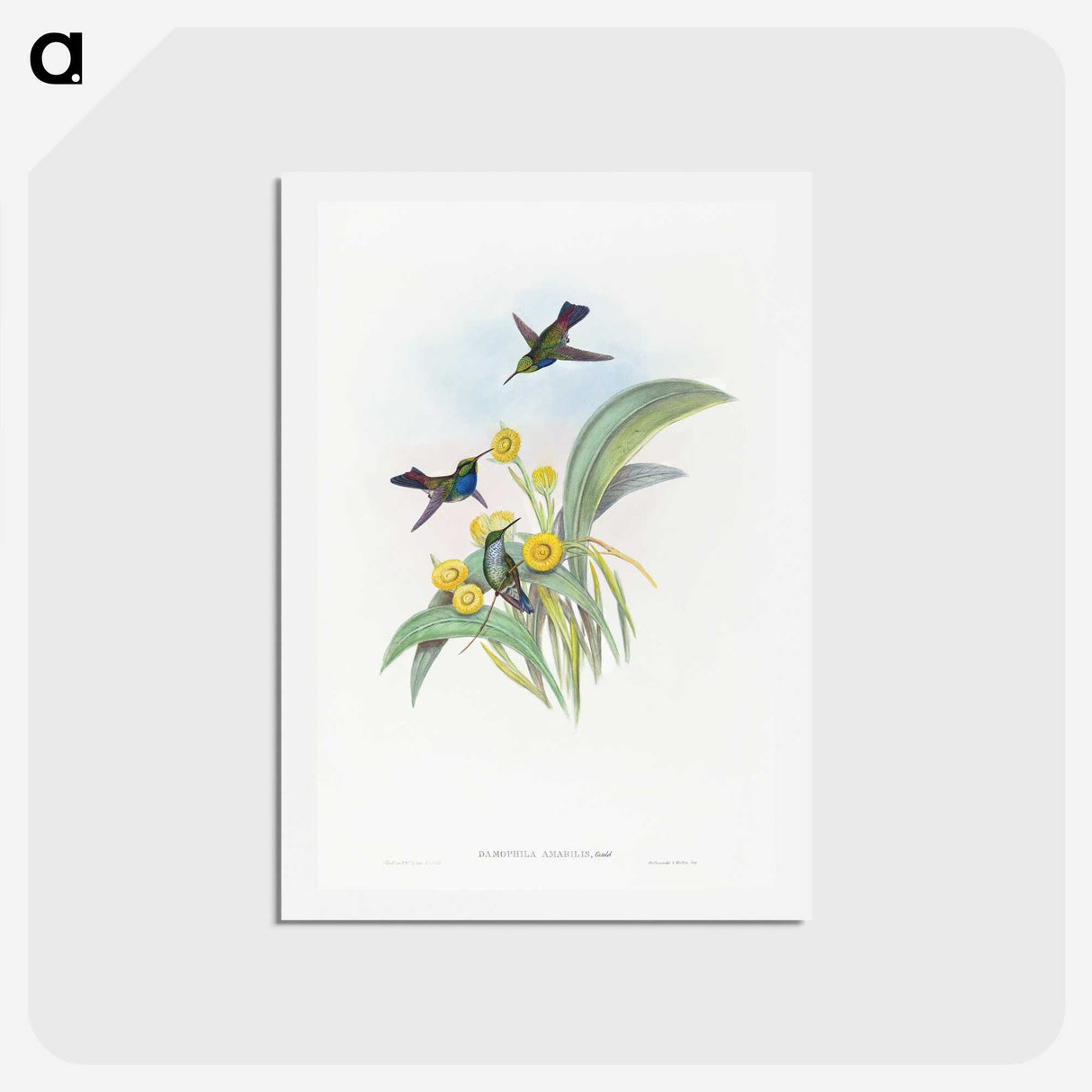 1-41_John-Gould_hagaki