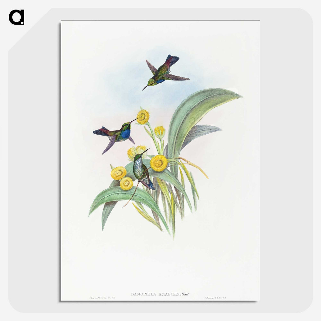 1-41_John-Gould_picture-crop