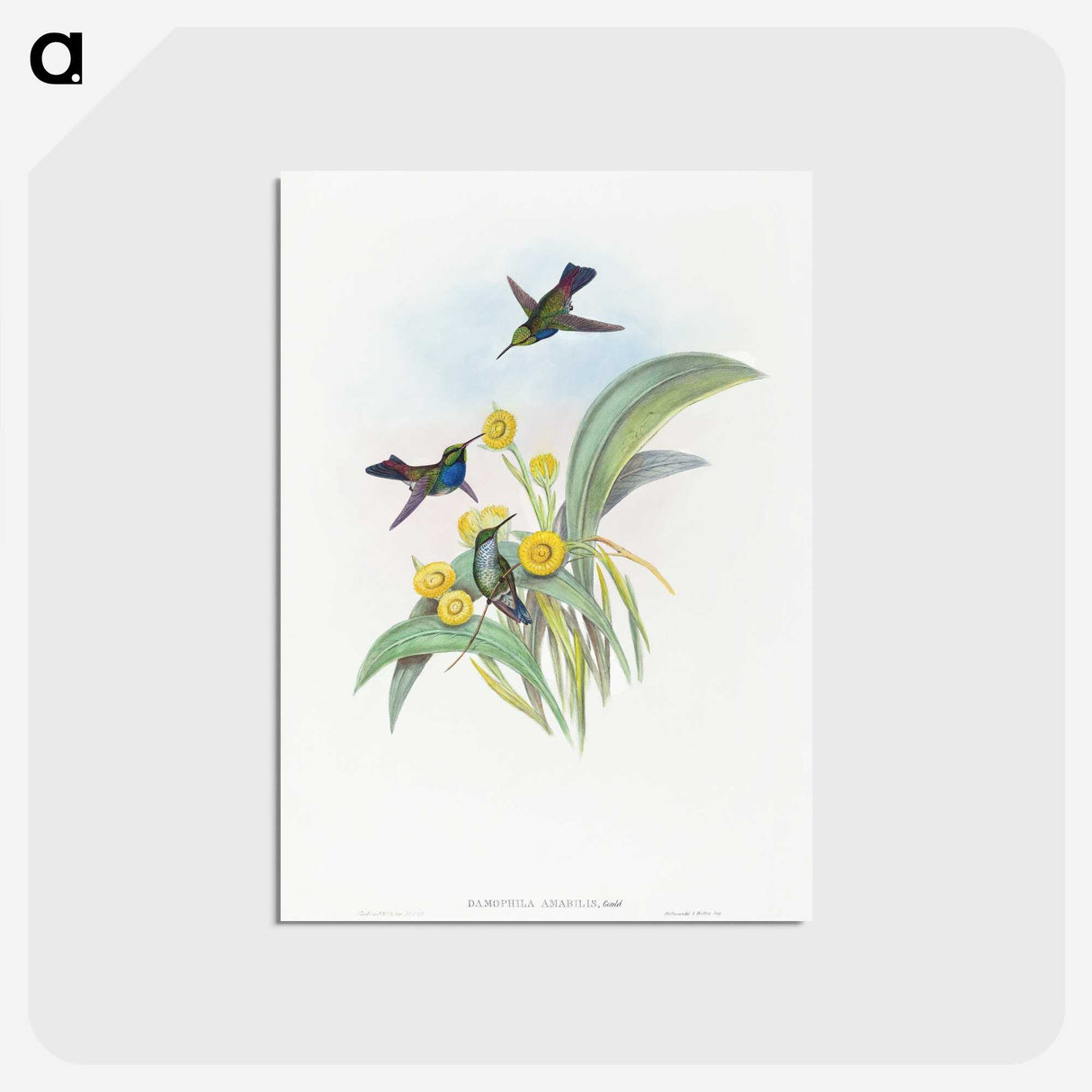 1-41_John-Gould_postcard