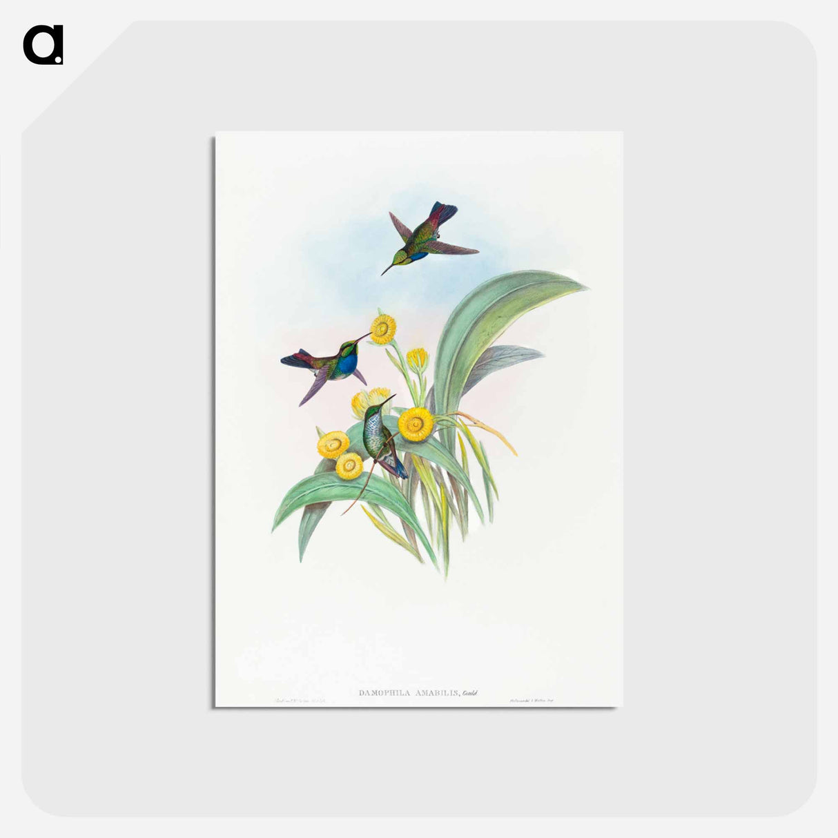 アートポストカード-Blue-breasted Hummingbird
- ジョン グールド Postcard.