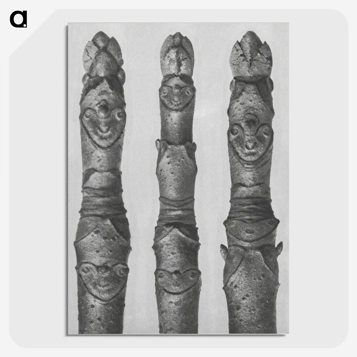 1-41_Karl-Blossfeldt_picture-crop