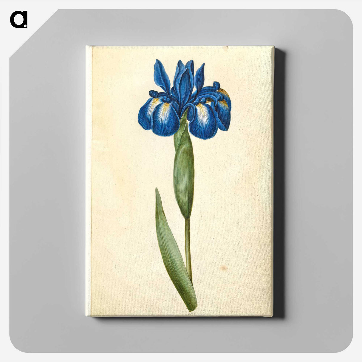 1-41_Maria-Sibylla-Merian_canvas
