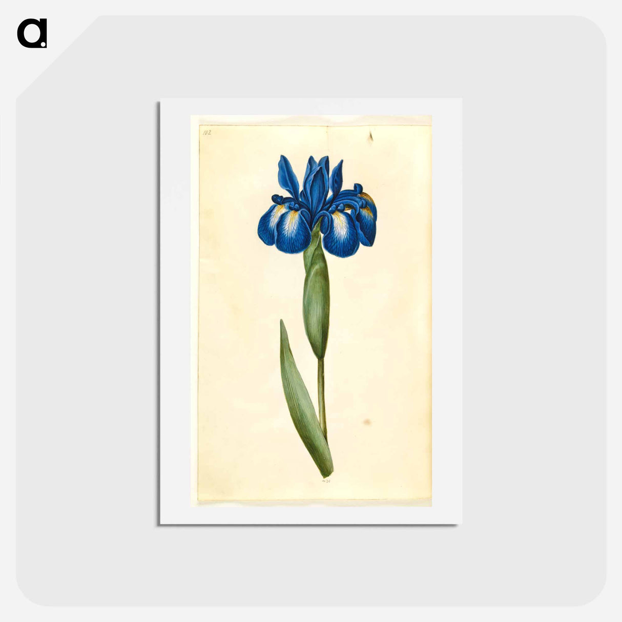 アートポストカード-Iris latifolia
- マリア ジビーラ メーリアン Postcard.