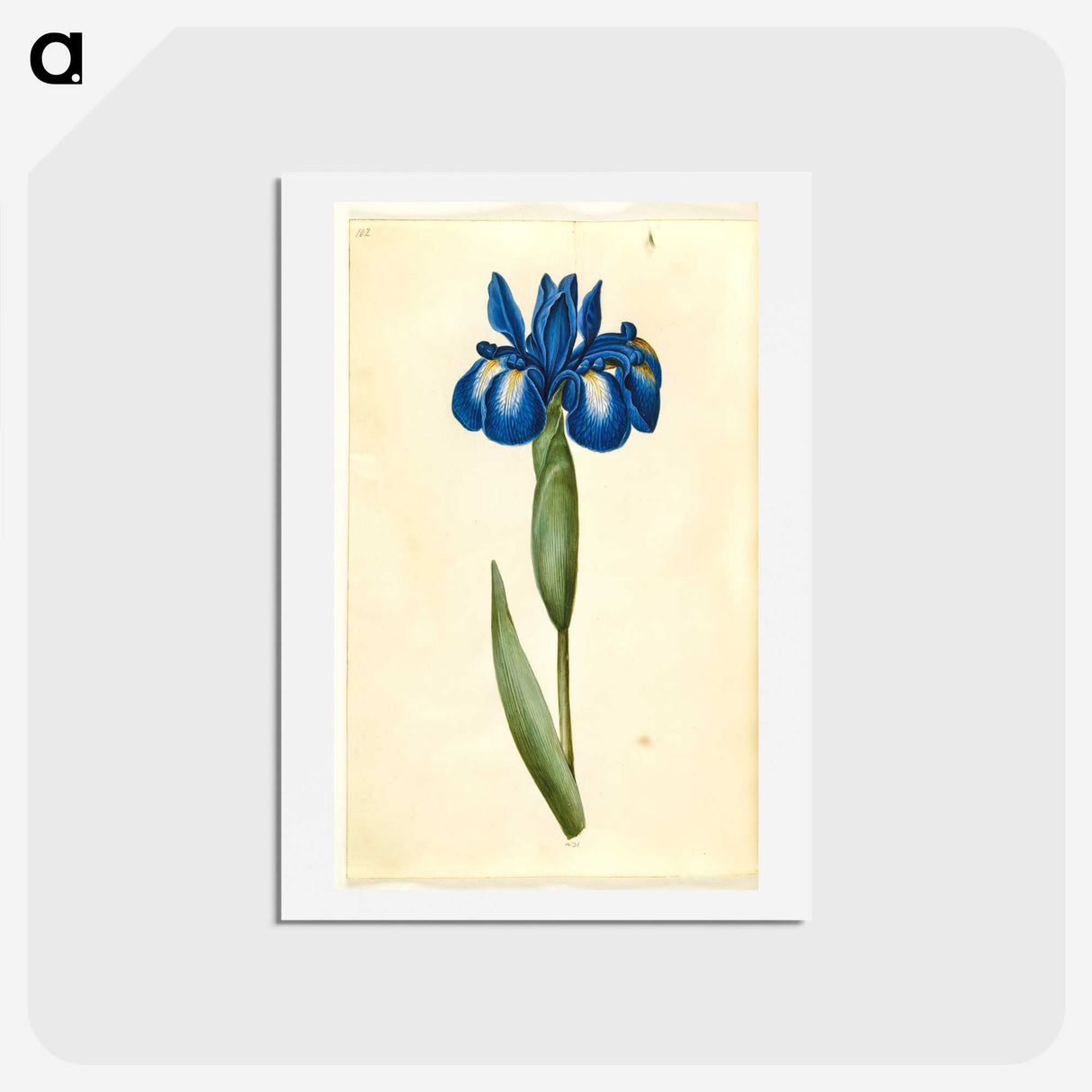 1-41_Maria-Sibylla-Merian_hagaki