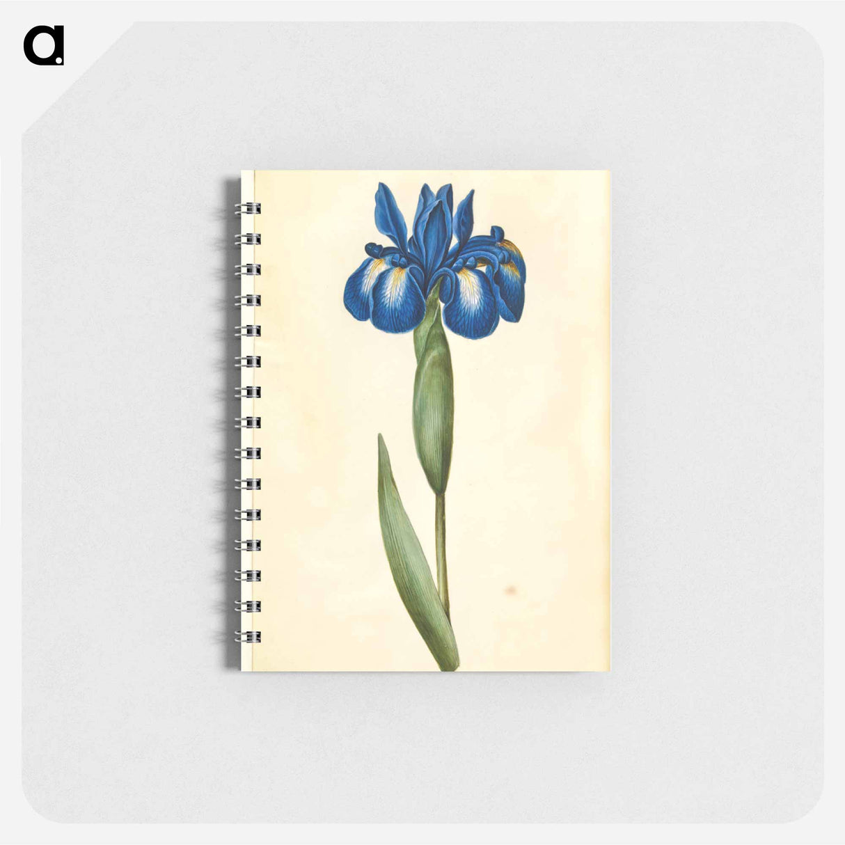 アートメモ帳-Iris latifolia
- マリア ジビーラ メーリアン Memo.