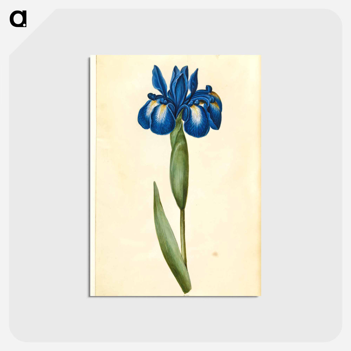 アートポストカード-Iris latifolia
- マリア ジビーラ メーリアン Postcard.