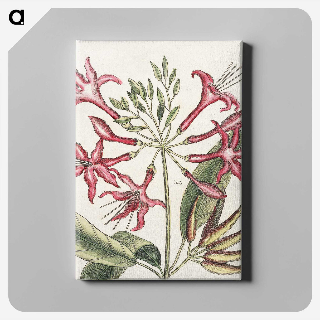 1-41_Mark-Catesby_canvas