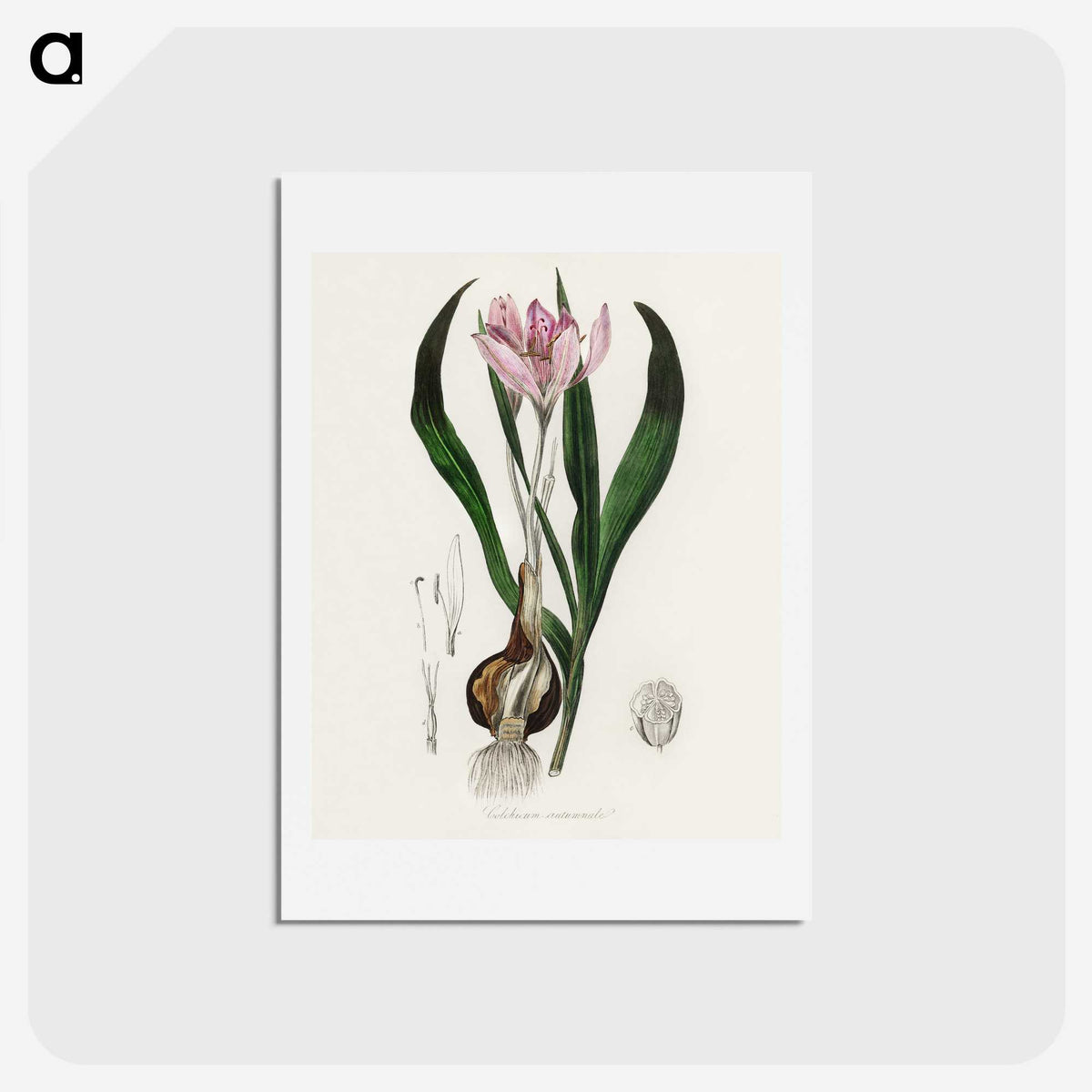 1-41_Medical-Botany_hagaki