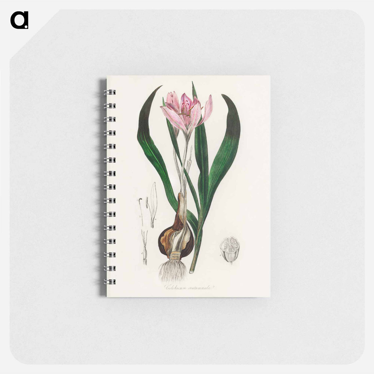 アートメモ帳-Colchicum autumnale
- 薬用植物学 Memo.
