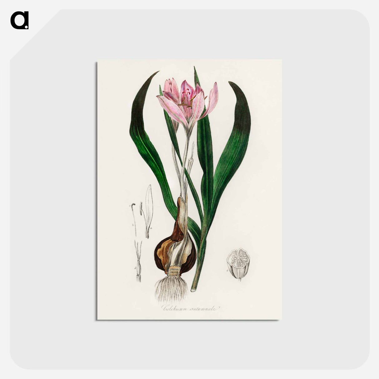 アートポストカード-Colchicum autumnale
- 薬用植物学 Postcard.