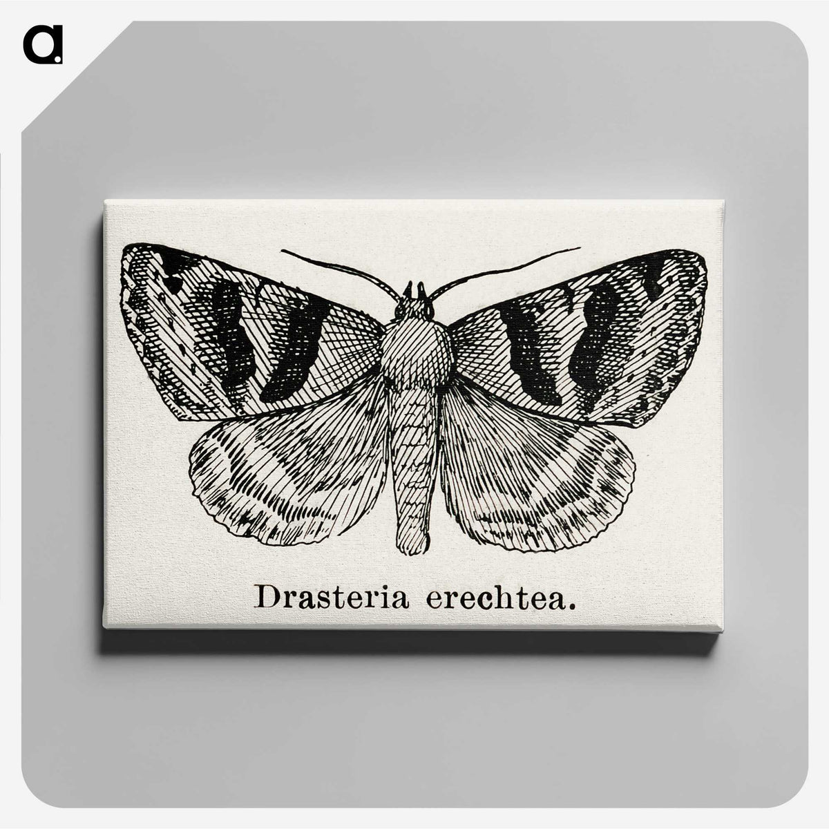 1-41_Moths-and-Butterflies-of-the-United-States_canvas
