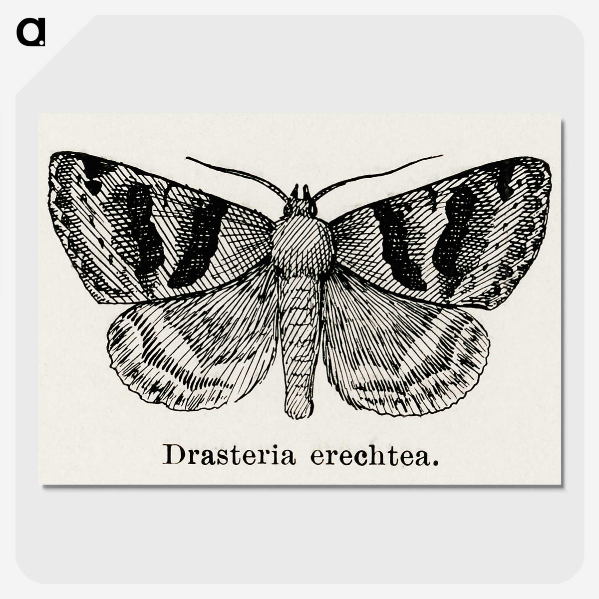 1-41_Moths-and-Butterflies-of-the-United-States_picture-crop