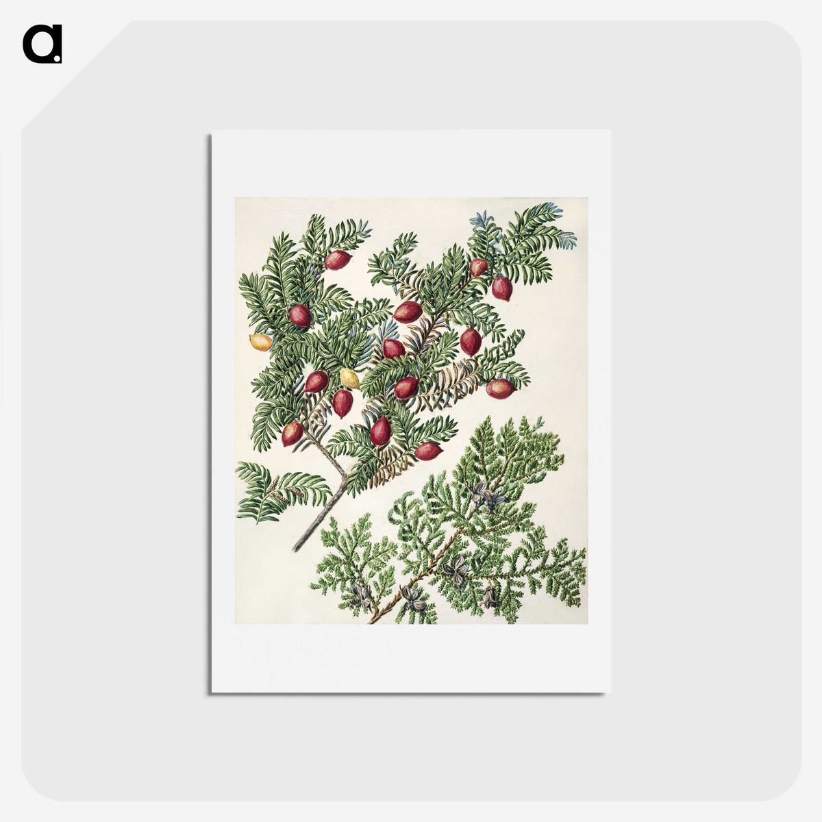 1-41_Native-Flowering-Plants-of-New-Zealand_hagaki