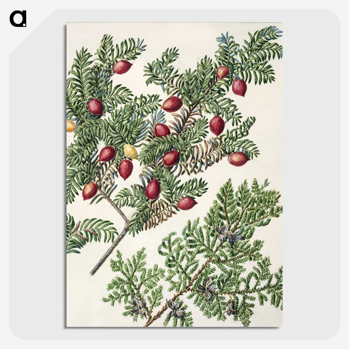 1-41_Native-Flowering-Plants-of-New-Zealand_picture-crop