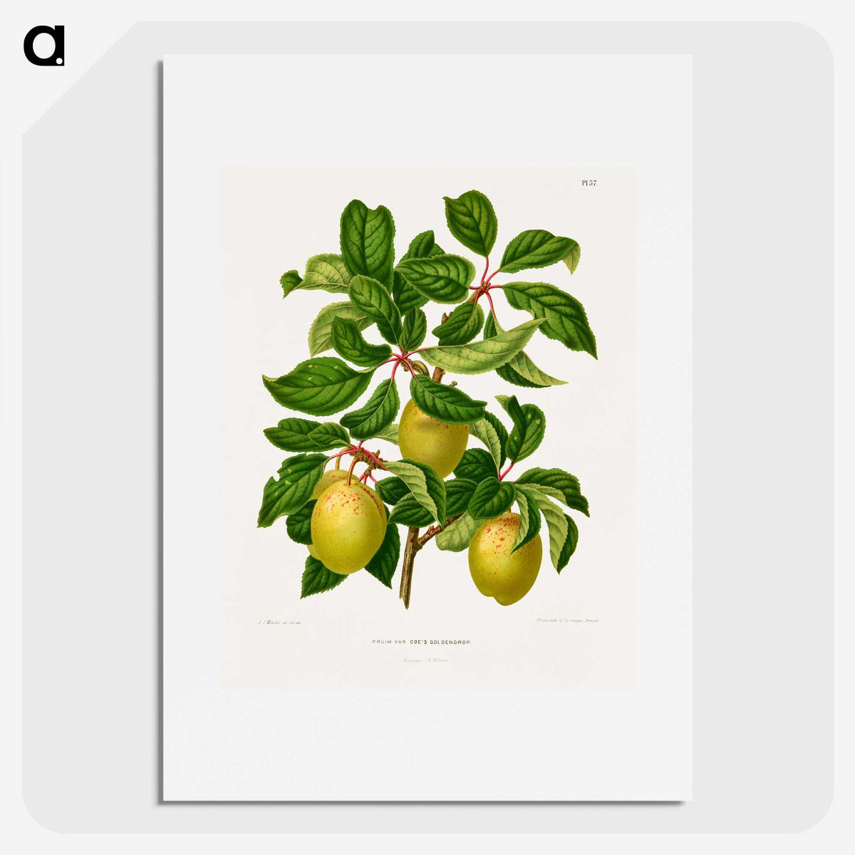 1-41_Nederlandsche-Flora-en-Pomona_picture