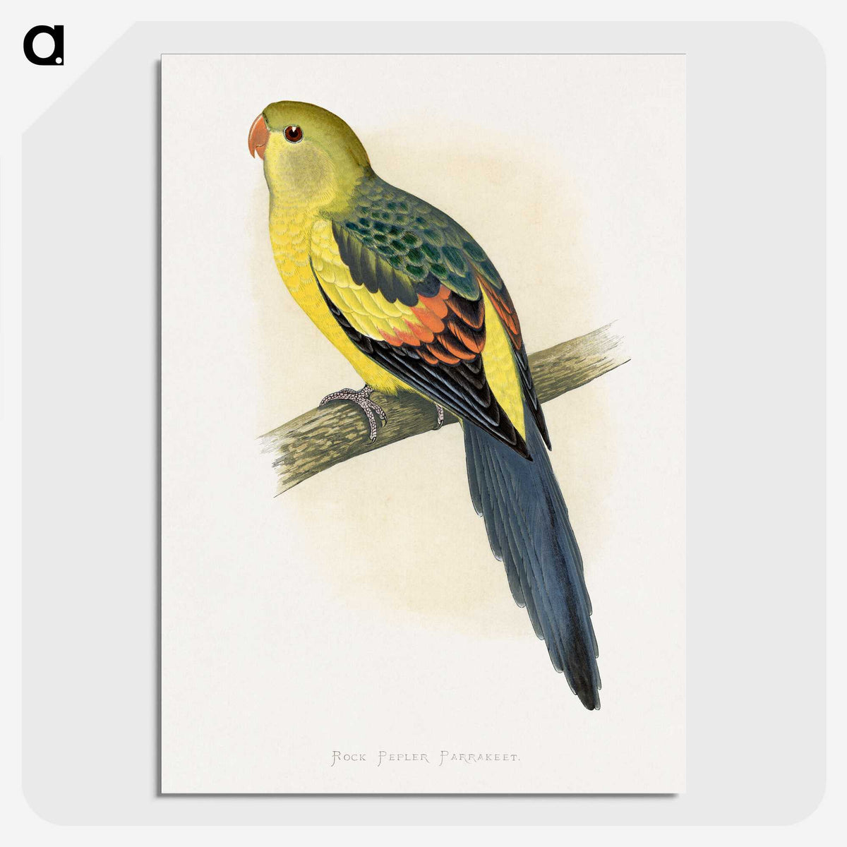 1-41_Parrots-in-Captivity_picture-crop