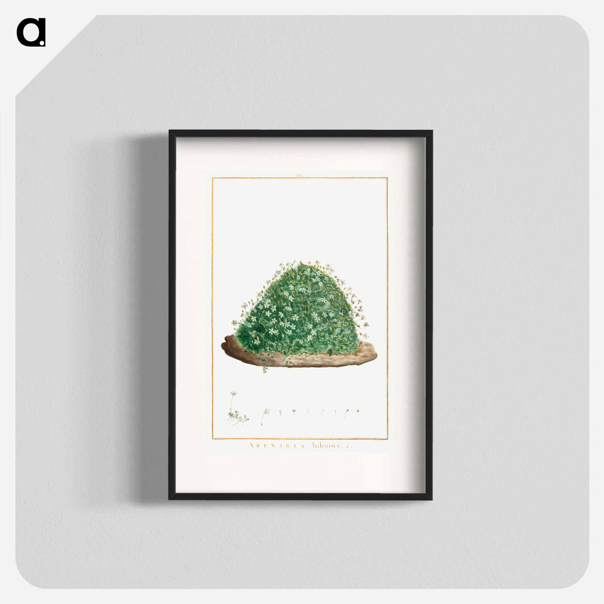 Arenaria Balearica - Pierre Joseph Redouté Poster.