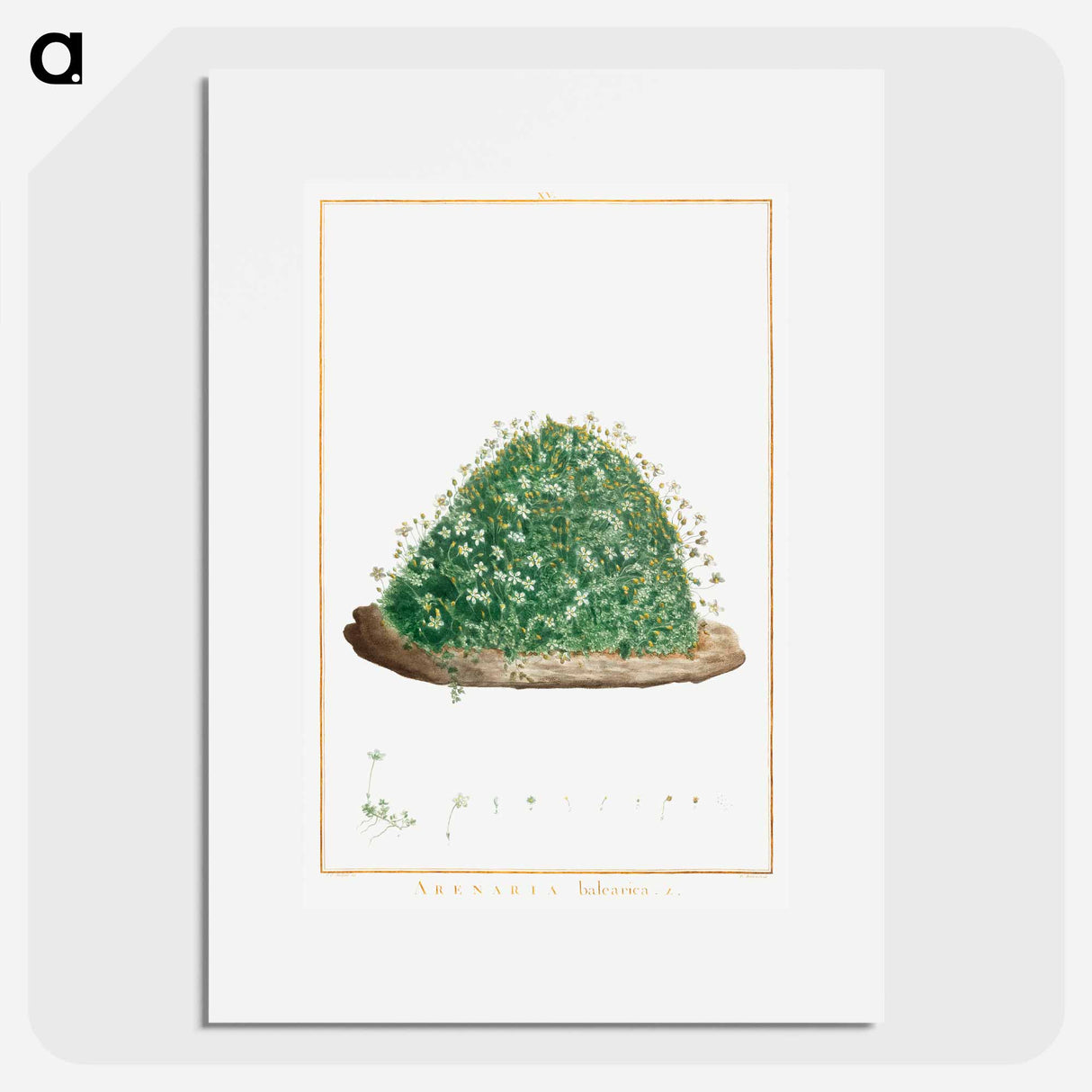 Arenaria Balearica - Pierre Joseph Redouté Poster.
