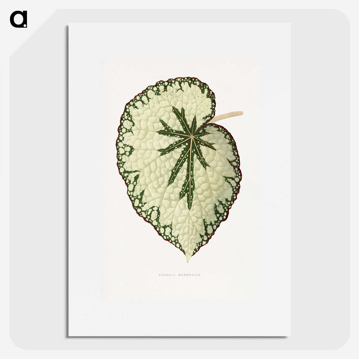 1-41_Plants-with-Colored-Foliage_picture