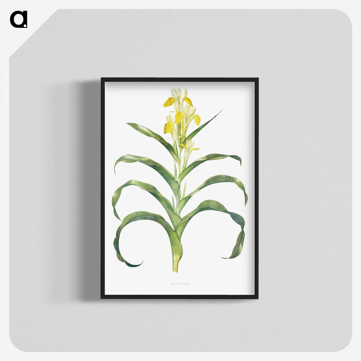 1-41_The-Genus-Iris_blk-crop