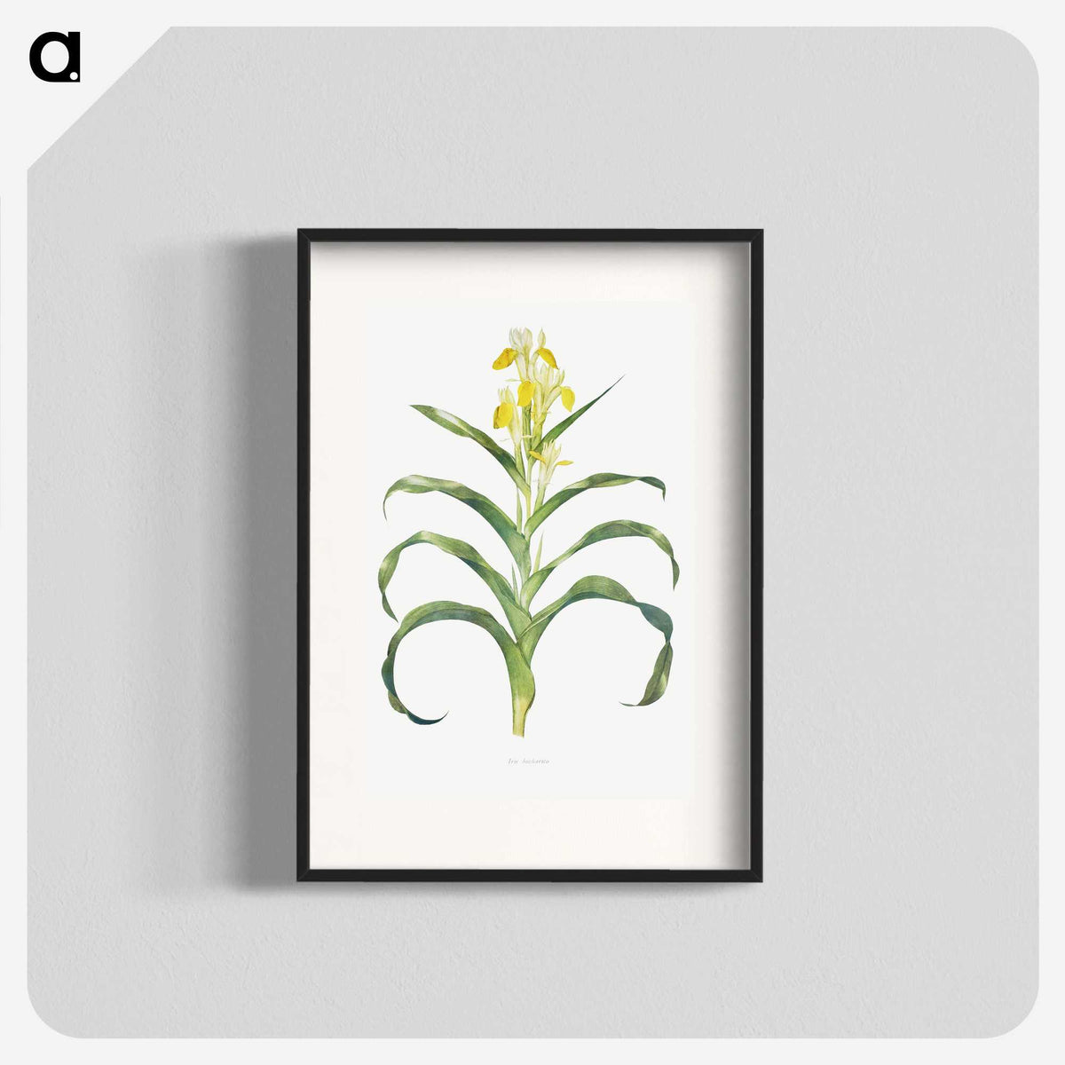 1-41_The-Genus-Iris_blk