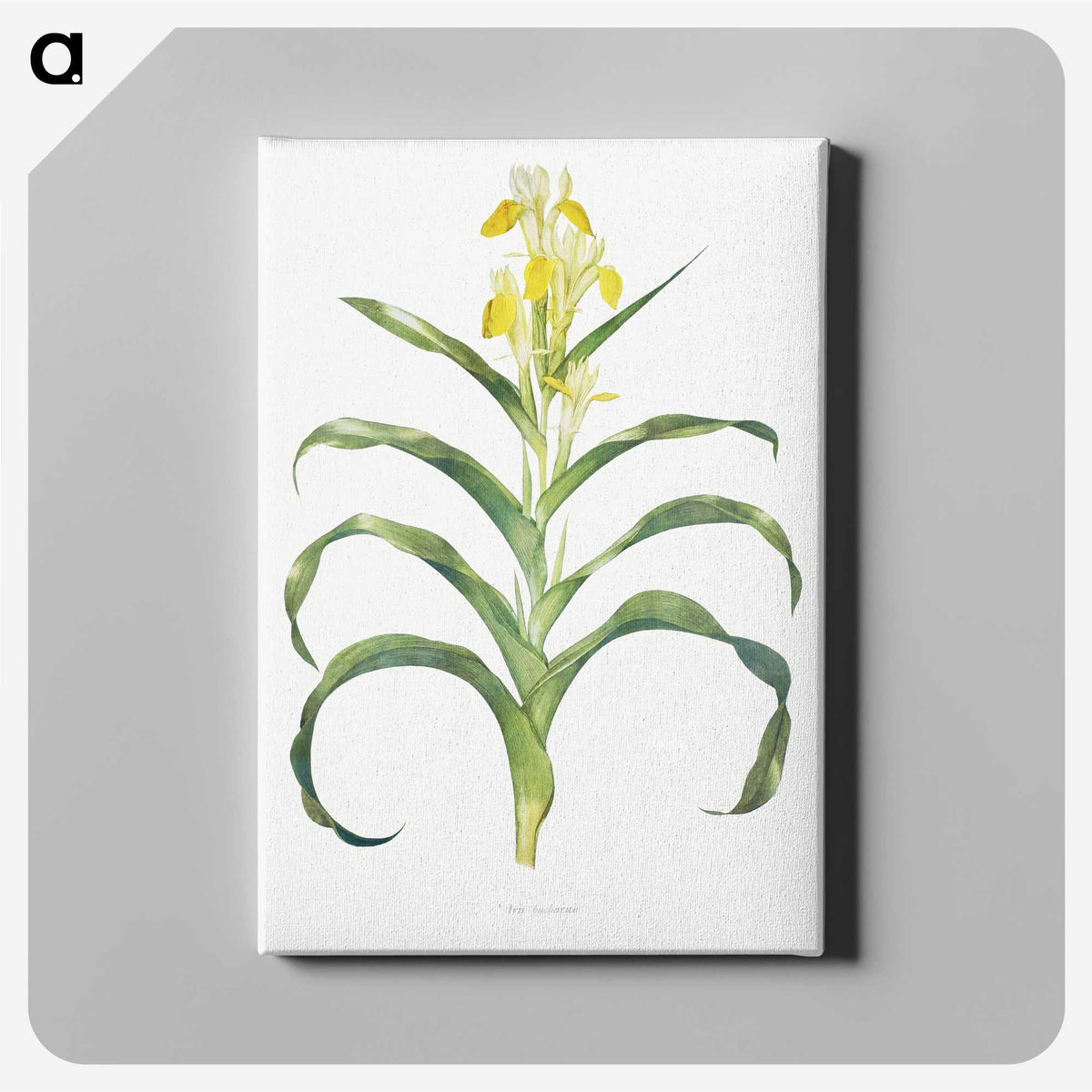 1-41_The-Genus-Iris_canvas