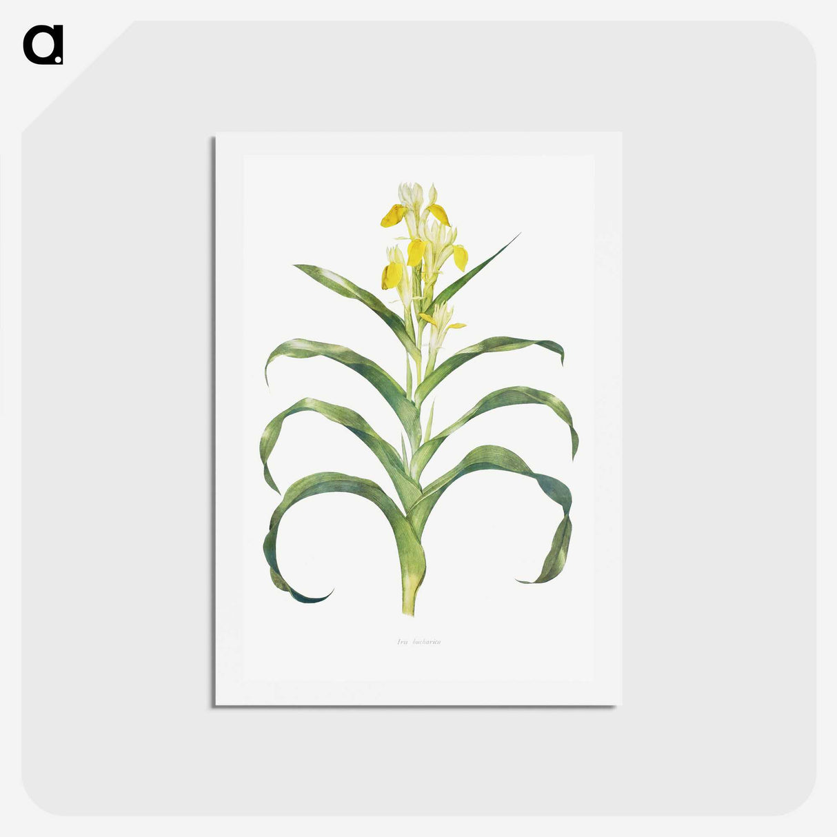1-41_The-Genus-Iris_hagaki