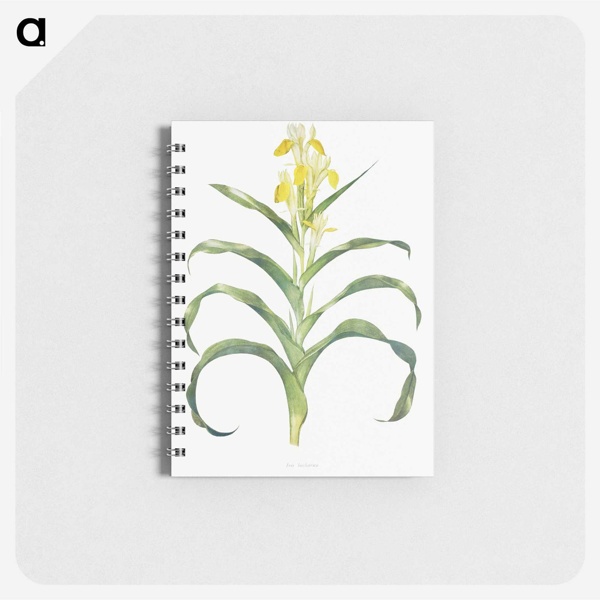 1-41_The-Genus-Iris_memo