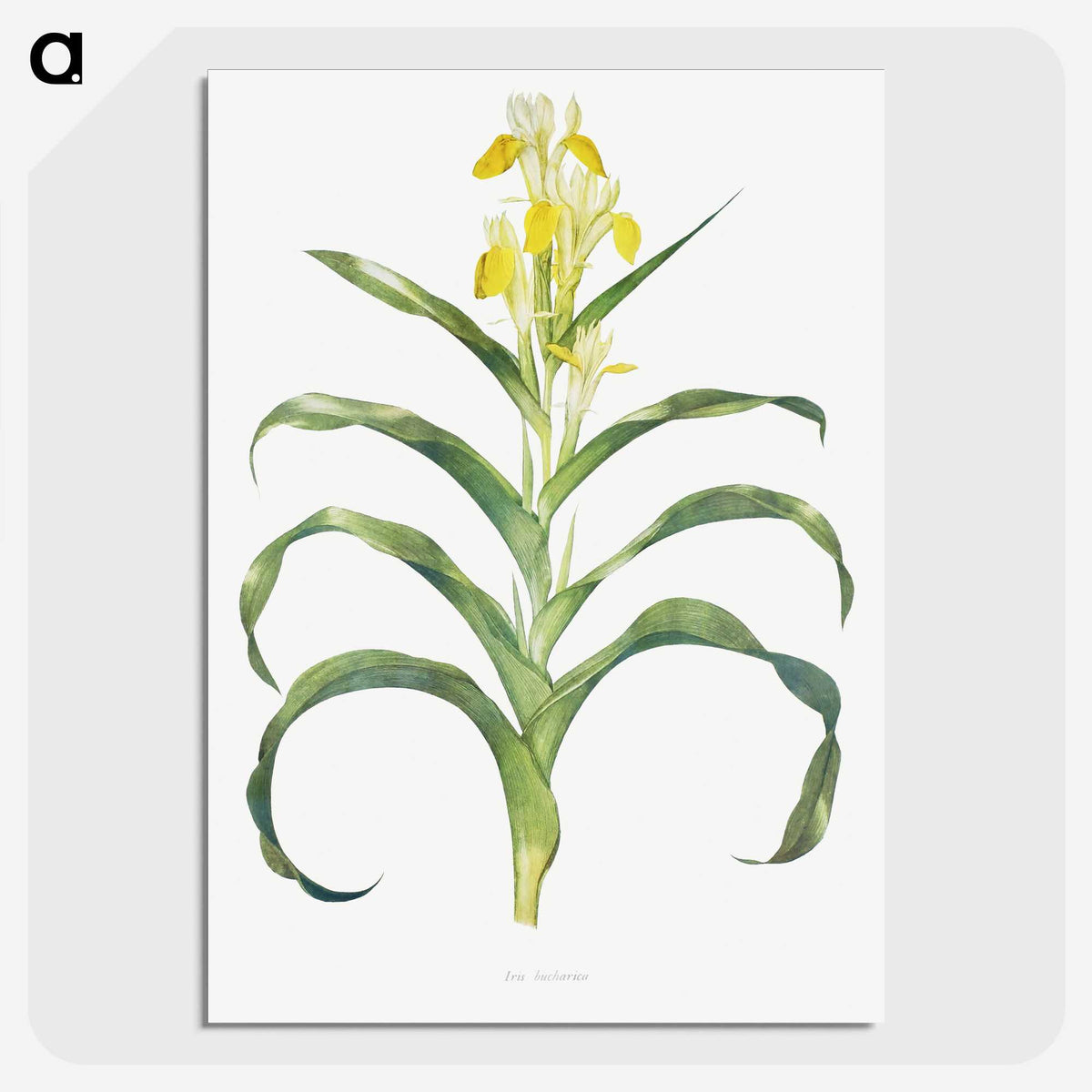 1-41_The-Genus-Iris_picture-crop