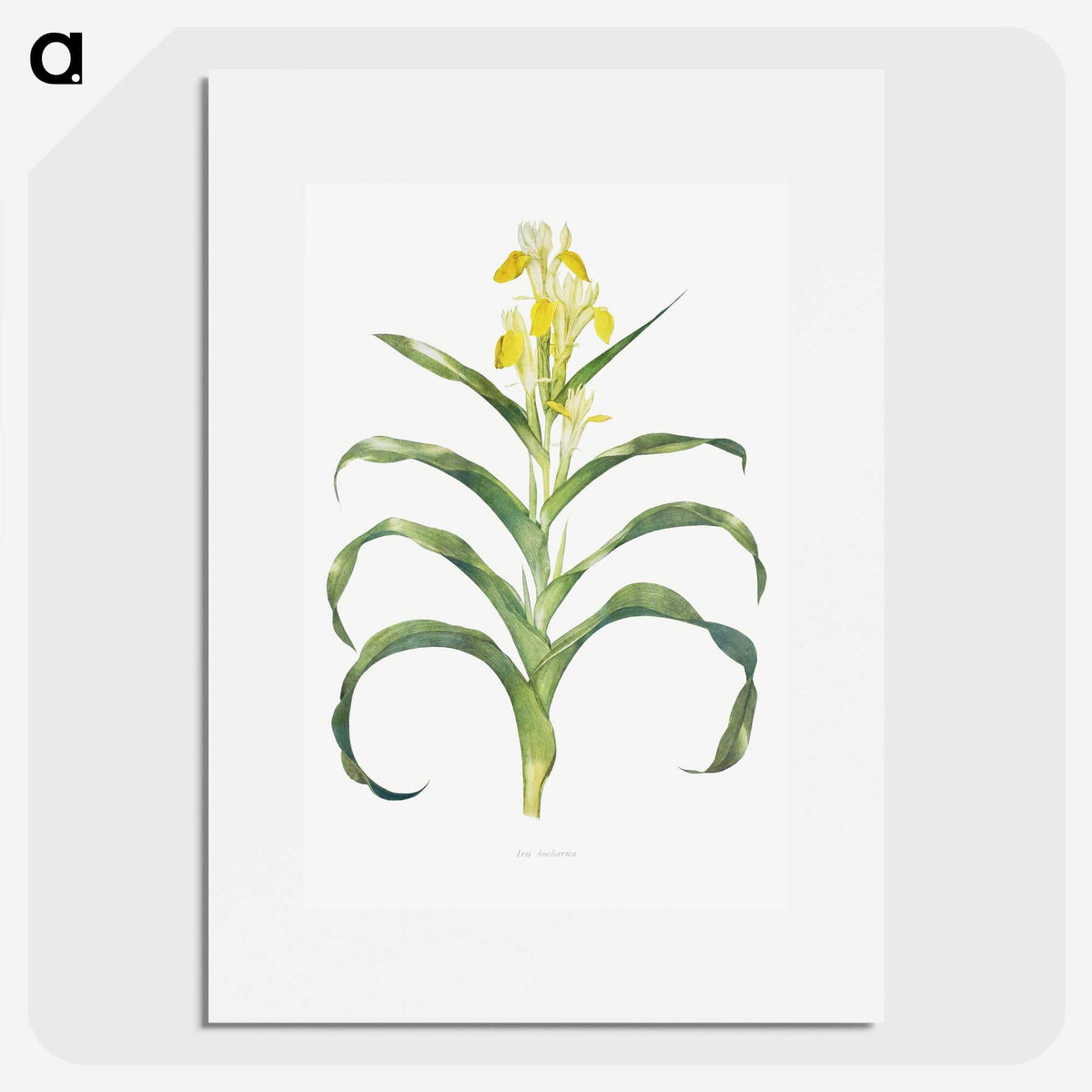 1-41_The-Genus-Iris_picture