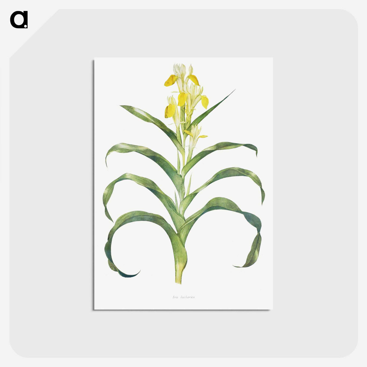 1-41_The-Genus-Iris_postcard
