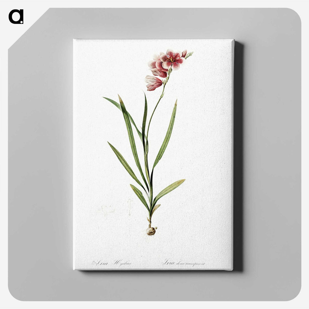 1-41_The-Lilies_canvas
