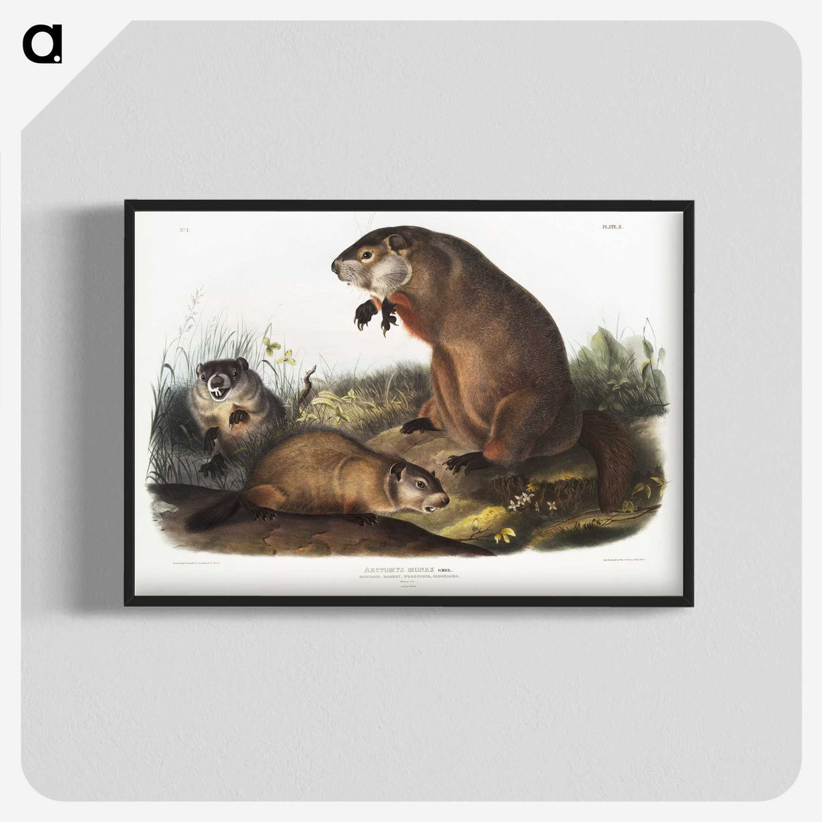 1-41_The-Viviparous-Quadrupeds_blk-crop